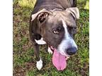Adopt Ms. Marie a Mixed Breed, Pit Bull Terrier