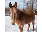 Adopt Darlin -- Bonded Buddies With Donna Lou a Mule