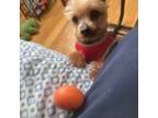 Adopt Johnny a Yorkshire Terrier