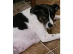 Adopt Yusi a Jack Russell Terrier, Beagle