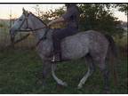 Marielle 3 year old Thoroughbred Filly