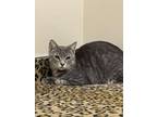 Adopt Finn & Derval ~ Bonded Brother and Sister a Russian Blue, Tabby