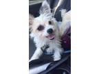 Adopt Cy a Terrier, Jack Russell Terrier