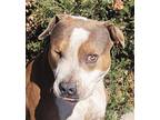Adopt Adorabull Auggie Doggie = LOADS of Character !!! a American Staffordshire