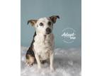 Adopt Gizmo a Jack Russell Terrier