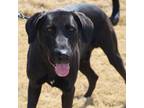 Adopt Raptor JuM a Black Labrador Retriever, Great Dane