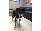 Adopt Lucy a Border Collie