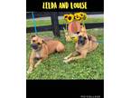 Adopt Zelda & Louise a Boxer, Mixed Breed