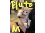 Adopt Pluto a Domestic Short Hair