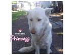 Adopt Princess ( Courtesy Post) a White German Shepherd Dog / Husky dog in