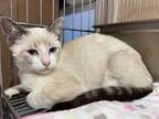 Adopt Frosty a Tan or Fawn Siamese / Domestic Shorthair / Mixed cat in Pompano