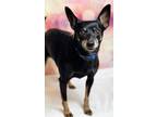 Adopt Veronica a Black Terrier (Unknown Type, Small) / Mixed dog in Elkhorn