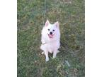 Adopt Dexter a White American Eskimo Dog / Mixed dog in Austin, MN (33445198)