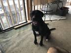 Adopt Xena a Black - with White Labrador Retriever / Mastiff / Mixed dog in