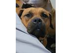 Adopt Jaxon a Tan/Yellow/Fawn Boxer / American Pit Bull Terrier / Mixed dog in