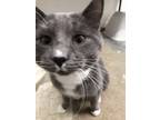 Adopt Grey a Gray, Blue or Silver Tabby Russian Blue (short coat) cat in