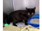 Adopt Curry a All Black Domestic Shorthair (short coat) cat in Newport