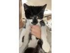 Adopt Baja a Black & White or Tuxedo Domestic Shorthair (short coat) cat in