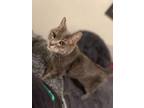 Adopt Lola a Domestic Shorthair / Mixed (short coat) cat in Bountiful