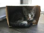 Adopt DASH a Gray, Blue or Silver Tabby American Shorthair / Mixed cat in Elgin