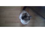 Adopt Jasmine a Cream or Ivory Siamese / Mixed (medium coat) cat in