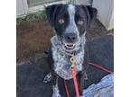 Adopt Woodrow a Black Australian Cattle Dog / Mixed dog in Chattanooga