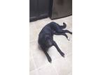 Adopt Rico a Black - with White Labrador Retriever / Great Pyrenees / Mixed dog