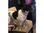 Adopt Yusi a Jack Russell Terrier / Beagle / Mixed dog in Columbia