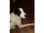 Adopt Pebble a White - with Black Bearded Collie / Catahoula Leopard Dog dog in