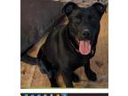 Adopt CLARABELLE a Black Labrador Retriever / Mixed dog in San Martin