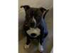 Apollo, Pit Bull Terrier For A