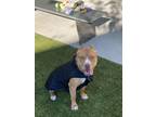 Adopt SNICKERDOODLE a Pit Bull Terrier