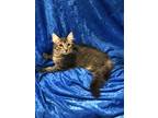 Adopt Heather H a Maine Coon