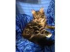 Adopt Cliff a Maine Coon