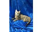 Adopt Hanna Anne a Abyssinian, Bengal