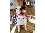 Adopt Alfie Yrly 386 a Pit Bull Terrier
