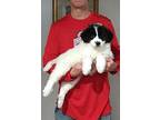 Millie Great Pyrenees Puppy Female