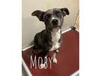Moby 120344 Catahoula Leopard Dog Adult Male