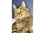 Ollie Maine Coon Adult Male