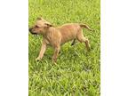 Ruldolph American Pit Bull Terrier Puppy Male