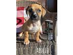 Apollo Pit Bull Terrier Puppy Male