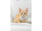 Copper Domestic Shorthair Kitten Male