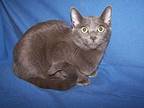 K-Lulu-Tilly Russian Blue Young Female