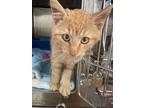 Zippy - Orange Kitten #14 Domestic Shorthair Kitten
