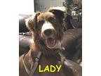 LADY Border Collie Young Female