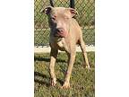 Bruh Pit Bull Terrier Young Male