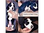 Clarabell - Karen Basset Hound Puppy Female
