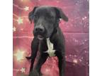 ROOSEVELT Great Dane Young Male