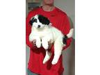 Maizie Great Pyrenees Puppy Female