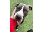 Rose American Pit Bull Terrier Young Female